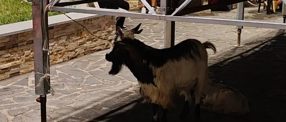 Capretta come premio della riffa a\u00A0Mileto, l’Oipa denuncia: «Belante e spaventata sul palco, stop alle\u00A0feste con animali vivi»\n