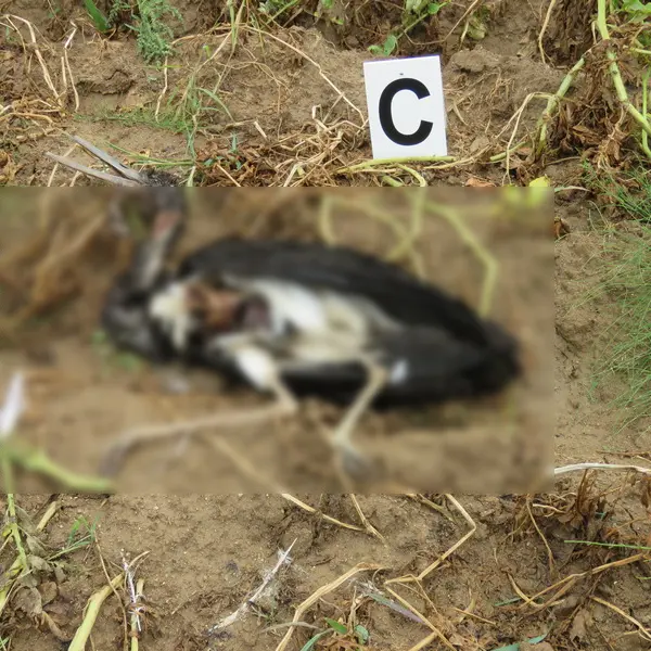Cicogna nera trovata morta in Sila, indagini in corso per chiarire le cause del decesso\n