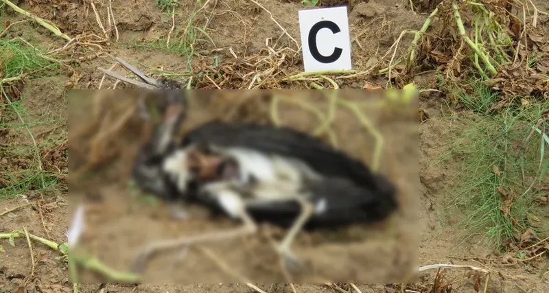 Cicogna nera trovata morta in Sila, indagini in corso per chiarire le cause del decesso\n
