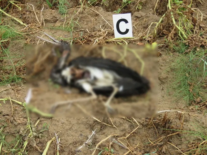 Cicogna nera trovata morta in Sila, indagini in corso per chiarire le cause del decesso\n