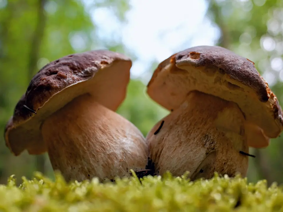 Serra si prepara a celebrare il re dei boschi: XII edizione della Festa del fungo, tra eventi e bontà nel piatto -Video