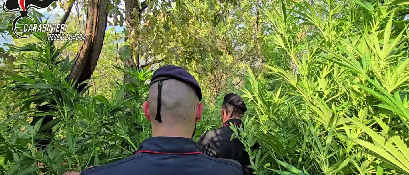 Nuova piantagione di canapa scoperta nelle campagne di Samo nel Reggino: avrebbe fruttato migliaia di euro\n