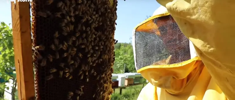 Regione Calabria, oltre 1,3 milioni di euro per l’apicoltura: bando aperto fino al 31 ottobre 2025\n