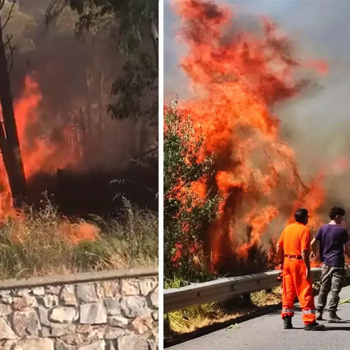 Santa Domenica Talao, albero in fiamme sulla\u00A0SS 504. Strada riaperta dopo ore