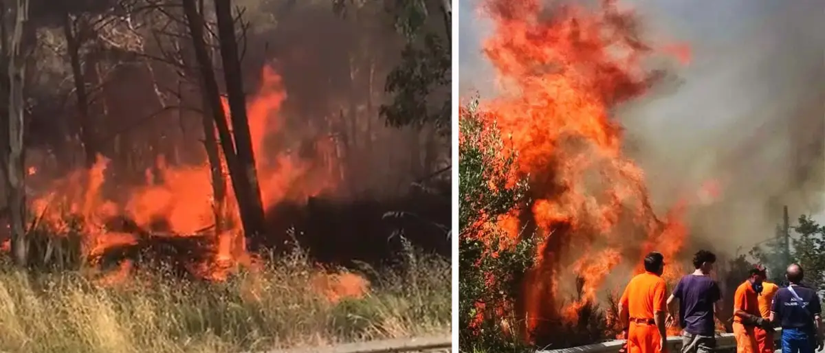 Santa Domenica Talao, albero in fiamme sulla\u00A0SS 504. Strada riaperta dopo ore