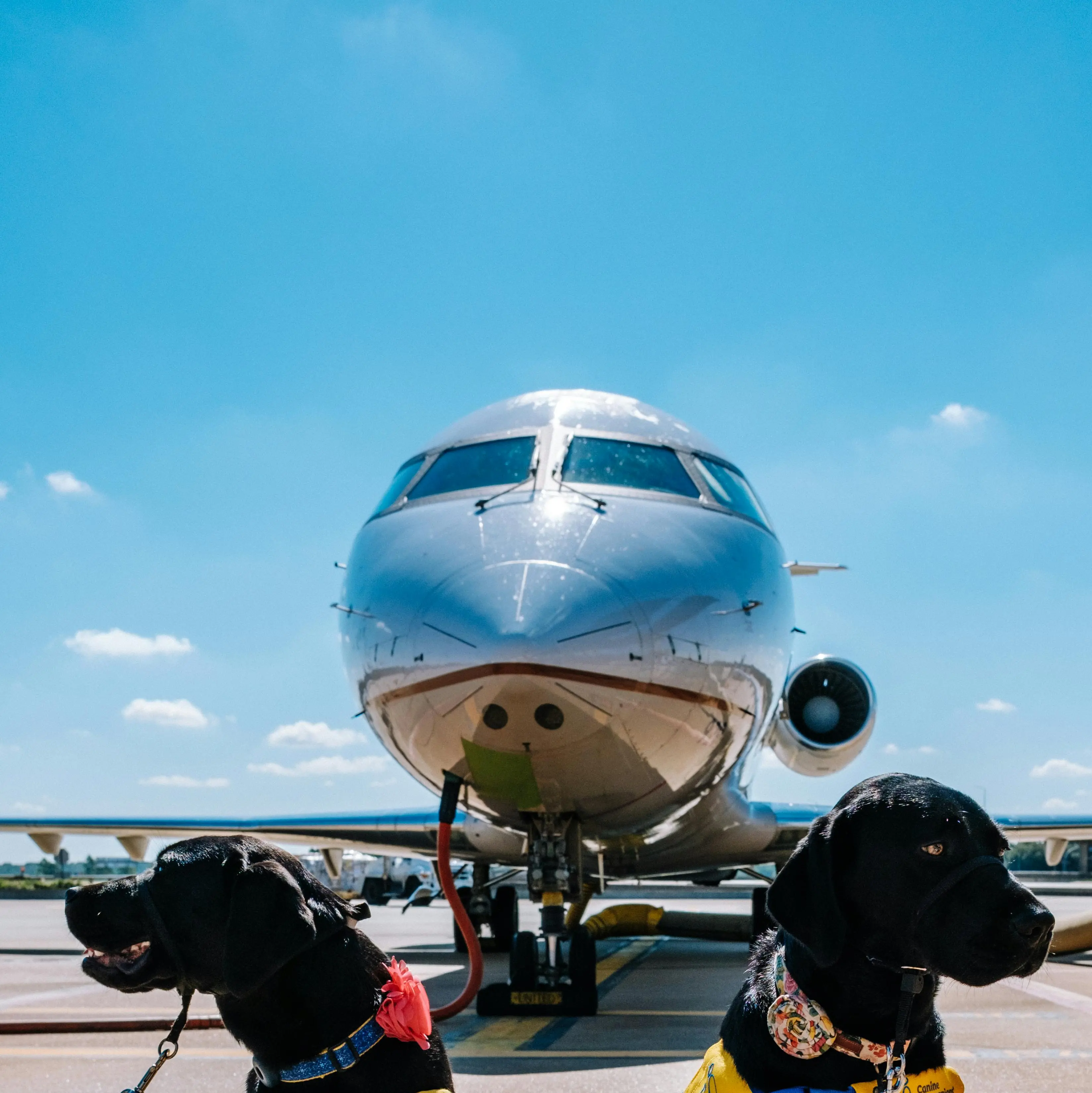 Primo volo in cabina per due cani senza trasportino: partenza martedì mattina da Milano Linate\n