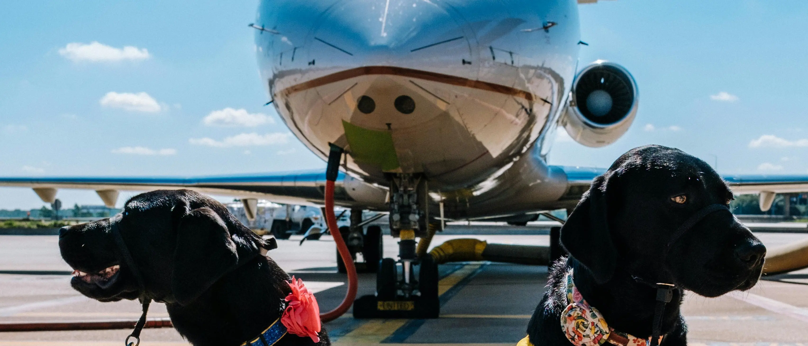 Primo volo in cabina per due cani senza trasportino: partenza martedì mattina da Milano Linate\n