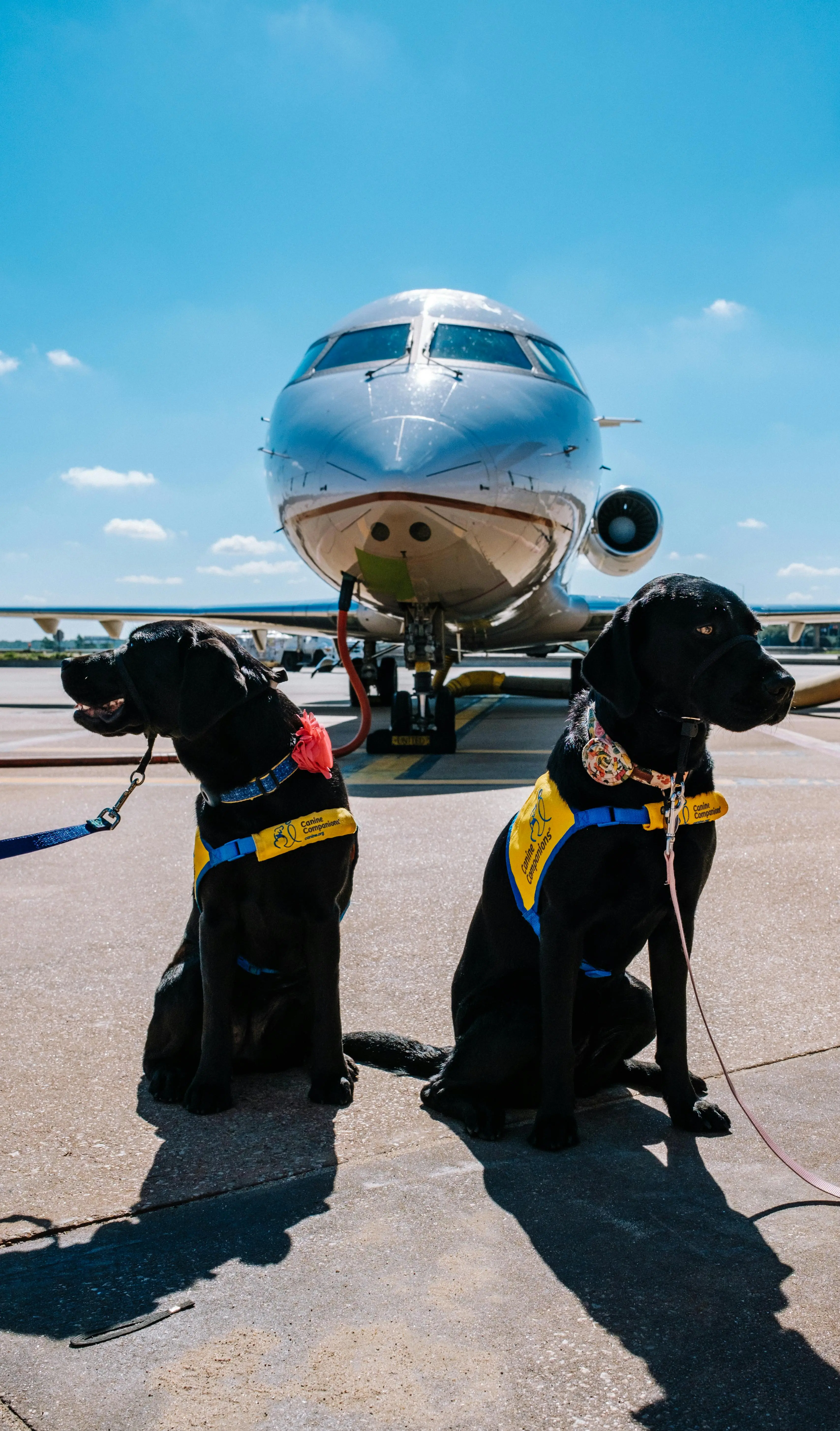 Primo volo in cabina per due cani senza trasportino: partenza martedì mattina da Milano Linate\n