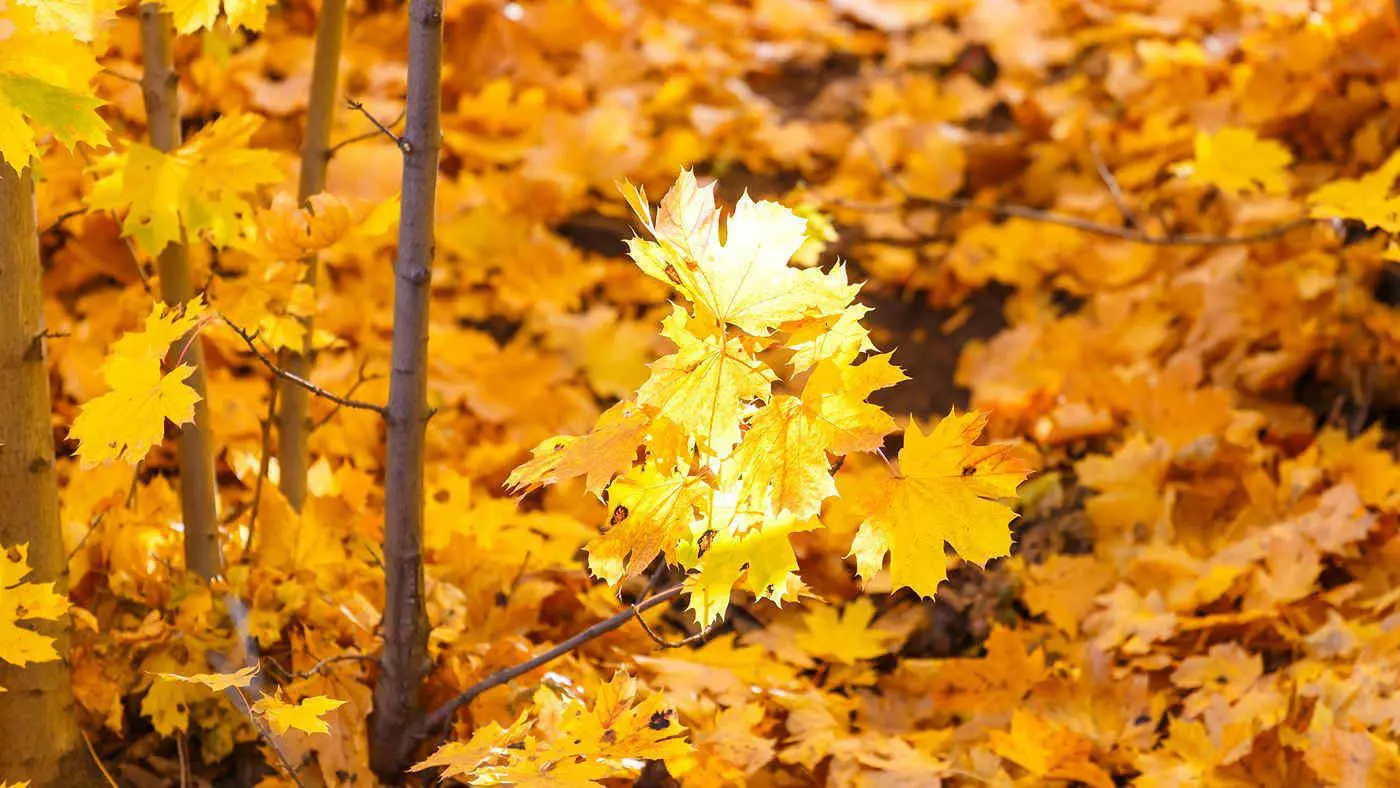 Addio estate, oggi è il giorno dell'equinozio d'autunno\n