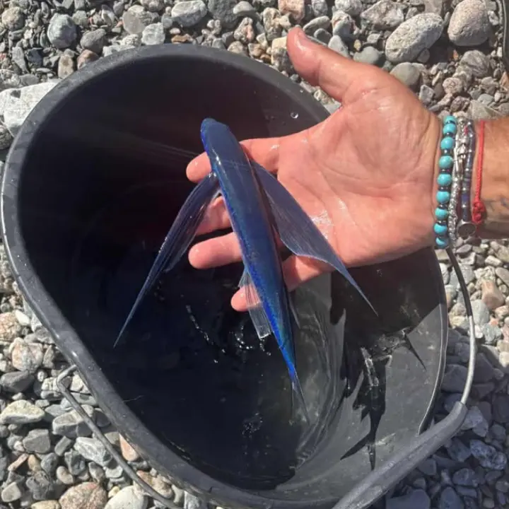 Pesce rondine nel mar Ionio, l’insolito incontro di un pescatore