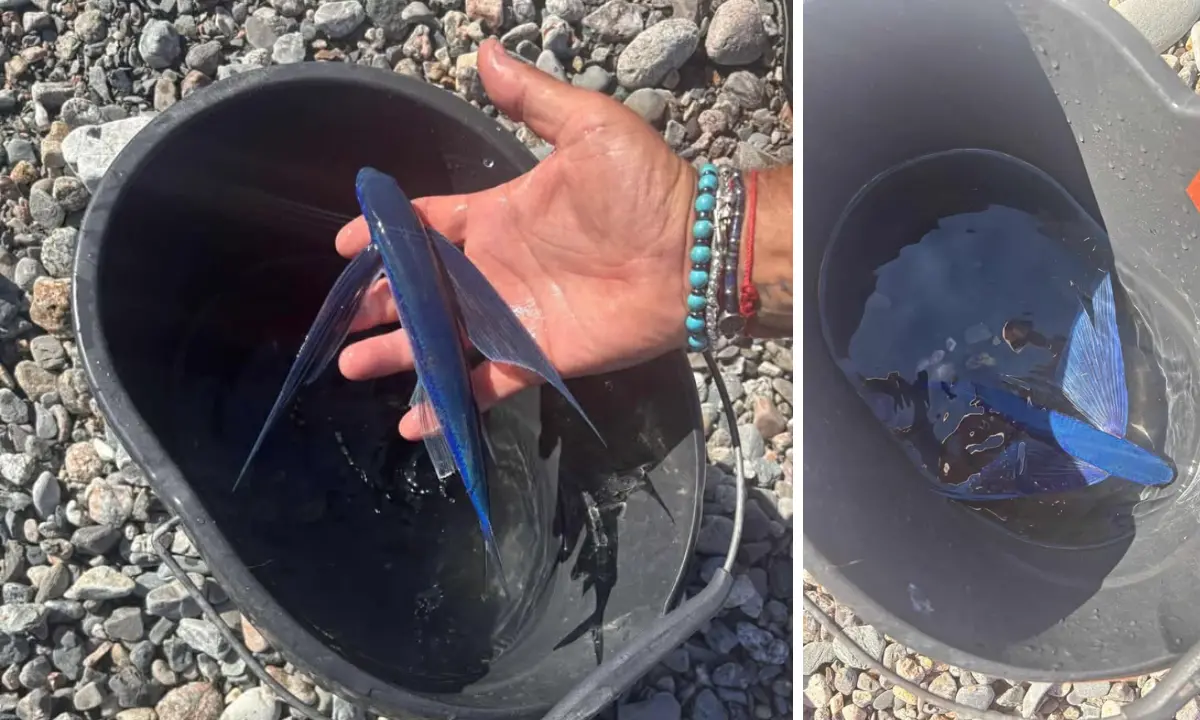 Pesce rondine nel mar Ionio, l’insolito incontro di un pescatore