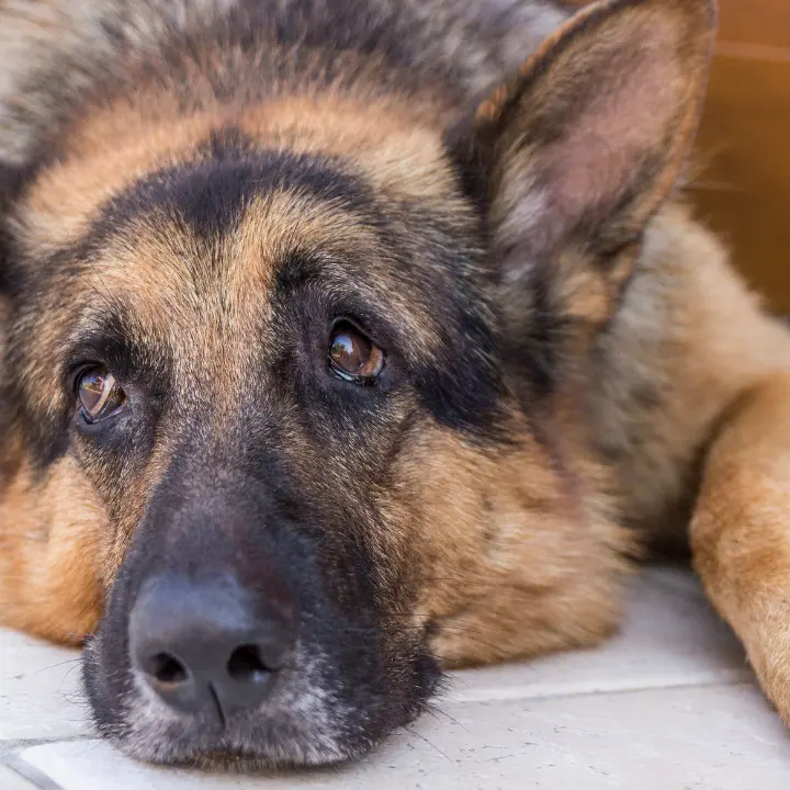 Vibo, lettera aperta del padrone del cane ferito con un colpo di carabina: «Il mio Thor resterà cieco, ma dalle forze dell’ordine tanta umanità»\n