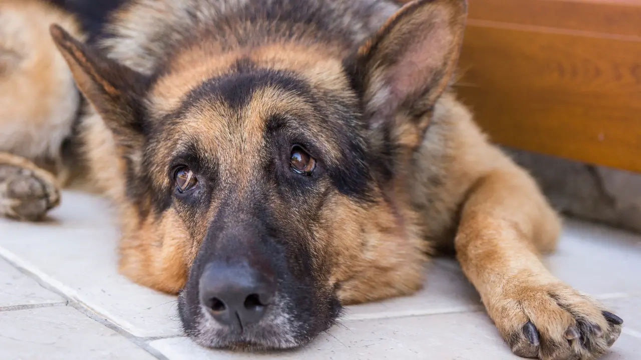 <p>Un pastore tedesco (foto di repertorio)</p>\\n