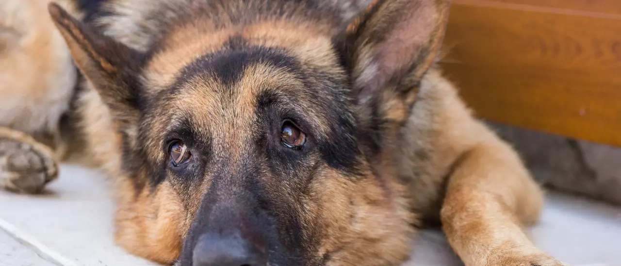 Vibo, lettera aperta del padrone del cane ferito con un colpo di carabina: «Il mio Thor resterà cieco, ma dalle forze dell’ordine tanta umanità»\n