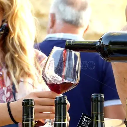 Tre Bicchieri Gambero Rosso 2026,\u00A0la Calabria brinda alle sue cantine: ecco le aziende\u00A0premiate\n