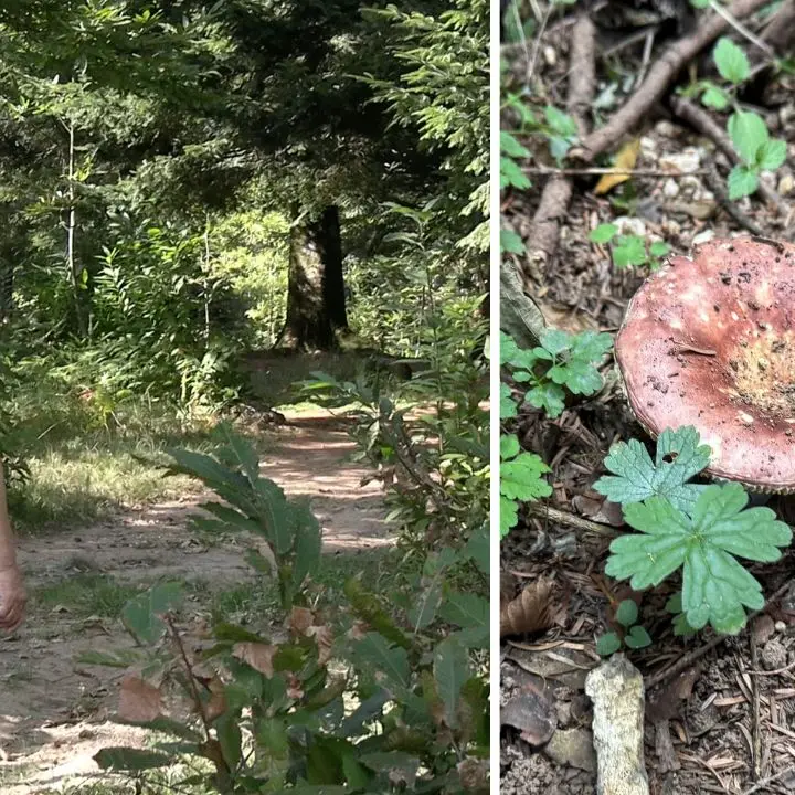 Serra, alla ricerca di funghi con un esperto: buoni, buonissimi ma anche mortali. Delizie e insidie del bosco\n
