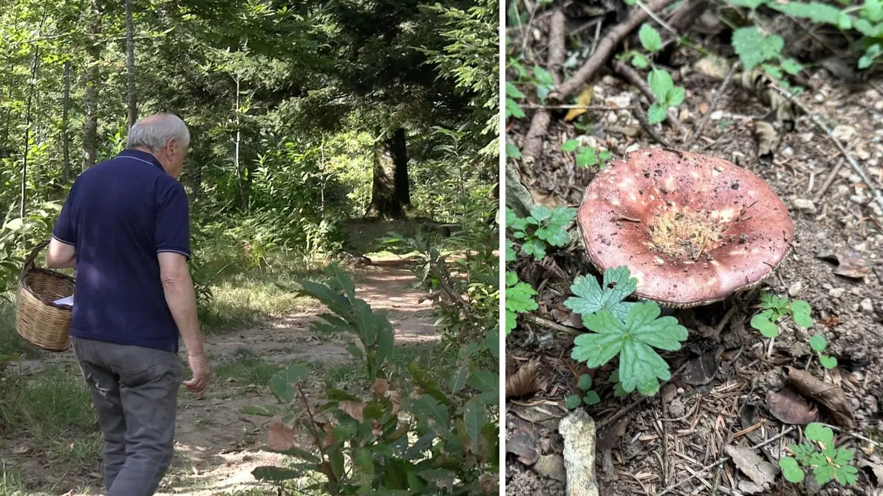 Serra, alla ricerca di funghi con un esperto: buoni, buonissimi ma anche mortali. Delizie e insidie del bosco\n