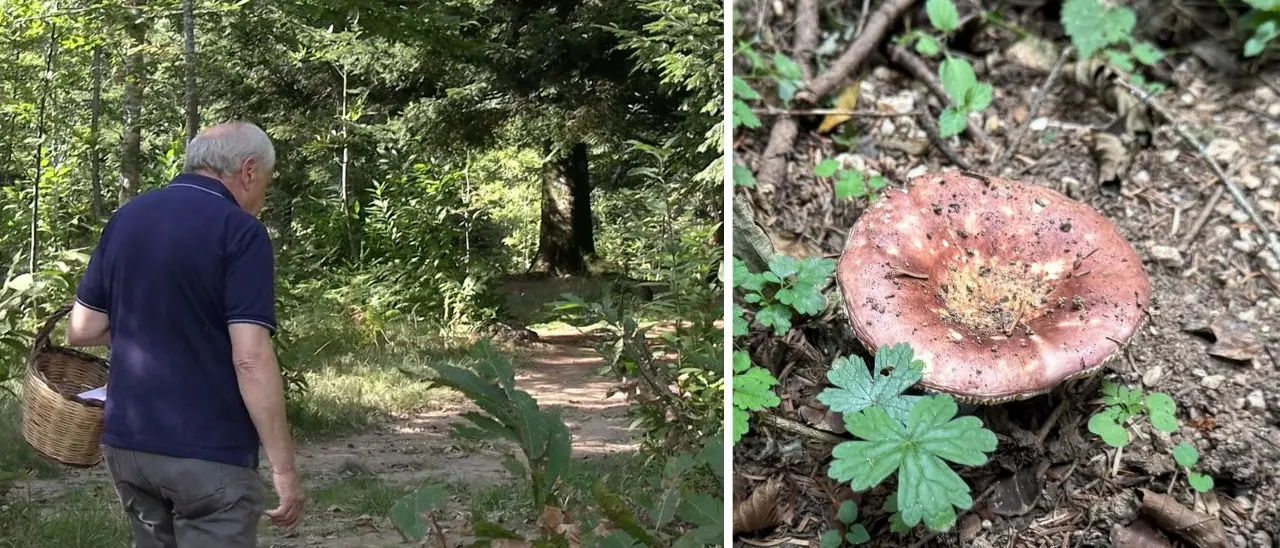 Serra, alla ricerca di funghi con un esperto: buoni, buonissimi ma anche mortali. Delizie e insidie del bosco\n