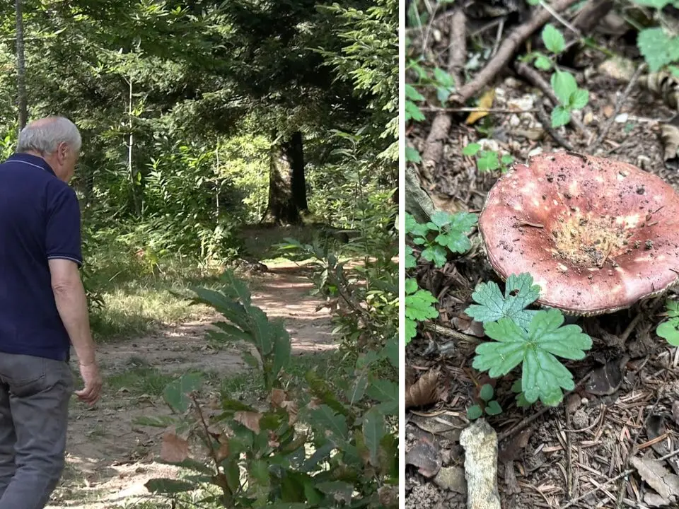 Serra, alla ricerca di funghi con un esperto: buoni, buonissimi ma anche mortali. Delizie e insidie del bosco