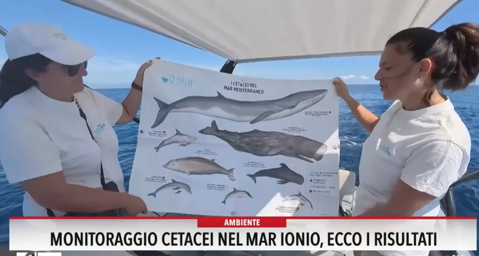 Monitoraggio cetacei nel Mar Ionio: ecco i risultati