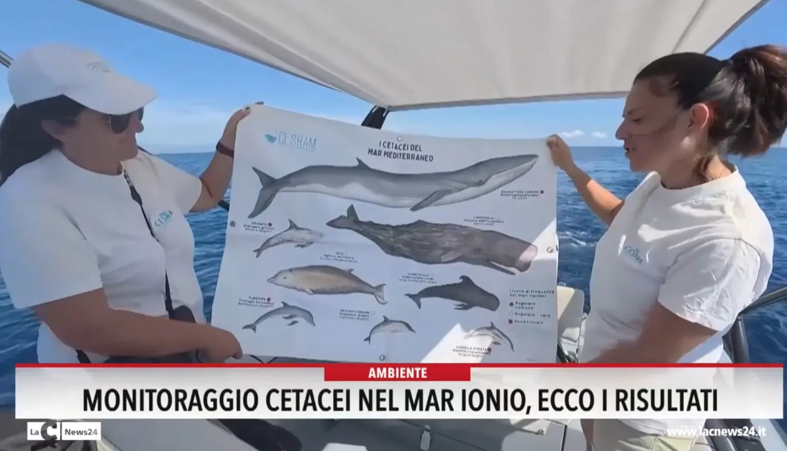 Monitoraggio cetacei nel Mar Ionio: ecco i risultati