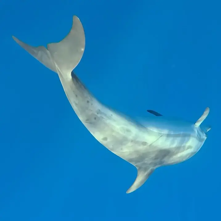 Il mare calabrese habitat ideale per i delfini, avvistati anche esemplari rari di grampo. Gli esperti: «La baia di Soverato sito di riproduzione»\n