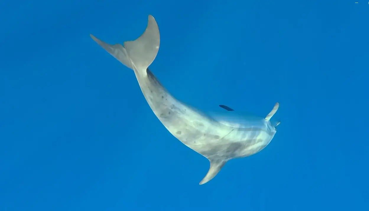 Il mare calabrese habitat ideale per i delfini, avvistati anche esemplari rari di grampo. Gli esperti: «La baia di Soverato sito di riproduzione»\n