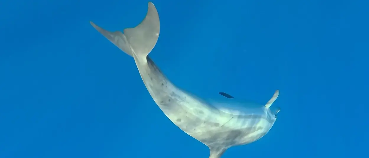 Il mare calabrese habitat ideale per i delfini, avvistati anche esemplari rari di grampo. Gli esperti: «La baia di Soverato sito di riproduzione»\n