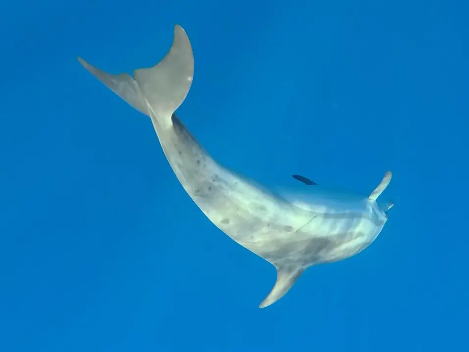 Il mare calabrese habitat ideale per i delfini, avvistati anche esemplari rari di grampo. Gli esperti: «La baia di Soverato sito di riproduzione»