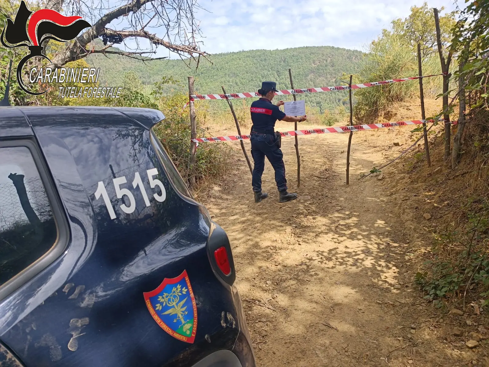 Longobucco, taglio abusivo di alberi in area sottoposta a vincolo ambientale: denunciata una ditta\n