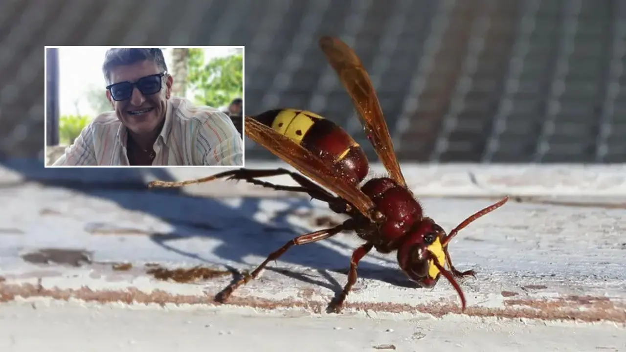 Catanzaro, muore per uno shock anafilattico dopo essere stato punto da un calabrone\n