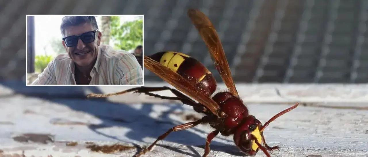 Catanzaro, muore per uno shock anafilattico dopo essere stato punto da un calabrone\n