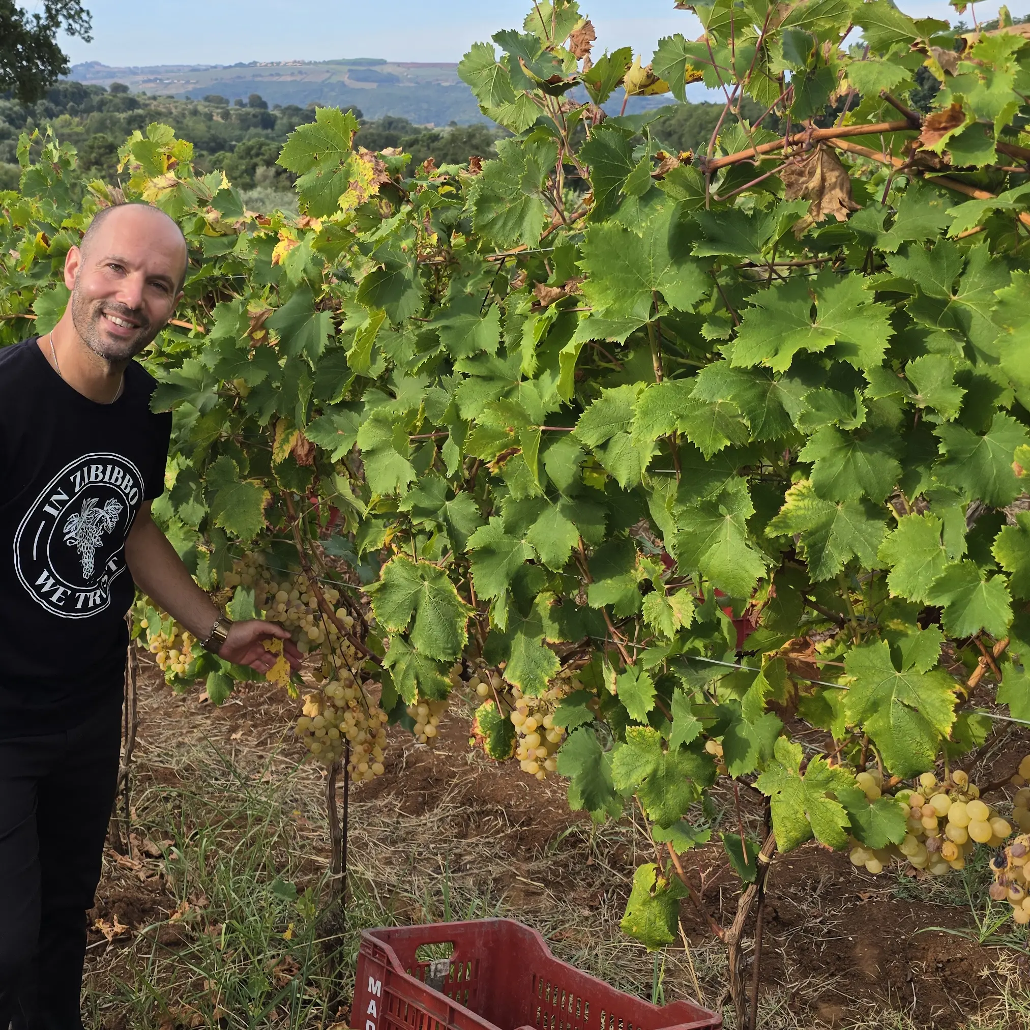 Vendemmia dello Zibibbo con Giovanni Benvenuto: un vitigno di grande tradizione che regala sensazioni uniche e distintive\n