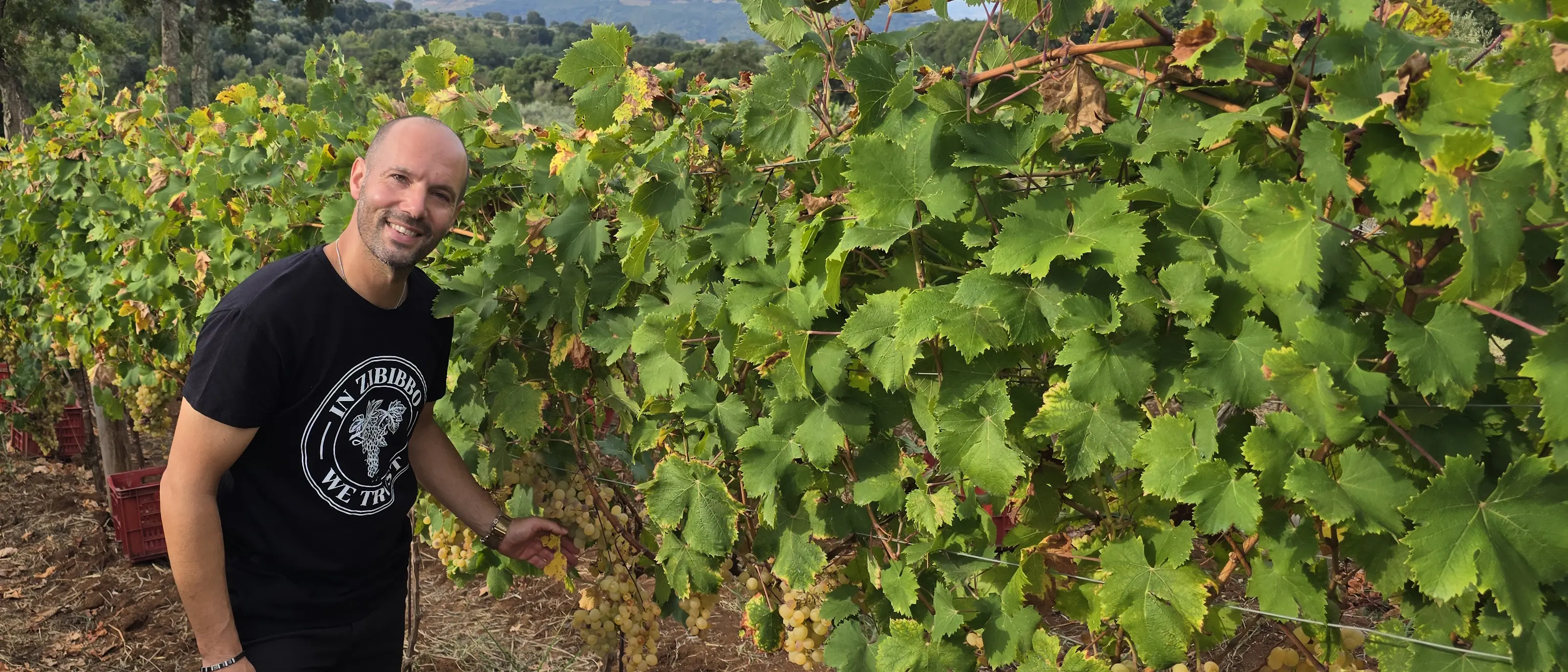 Vendemmia dello Zibibbo con Giovanni Benvenuto: un vitigno di grande tradizione che regala sensazioni uniche e distintive\n