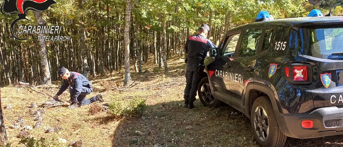 Cotronei, due arresti per furto di legname in area protetta\n