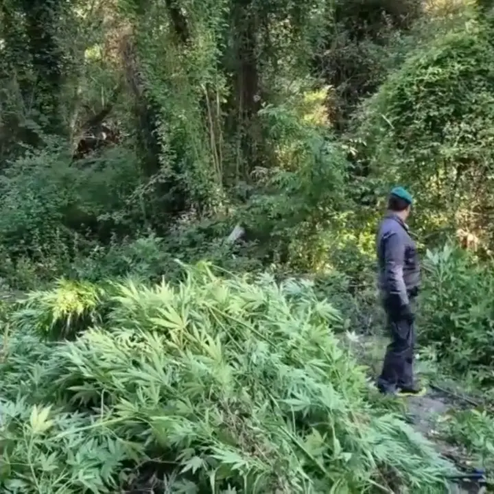 Oltre 1300 piante di marijuana scoperte nel Catanzarese, avrebbero fruttato tre milioni di euro\n