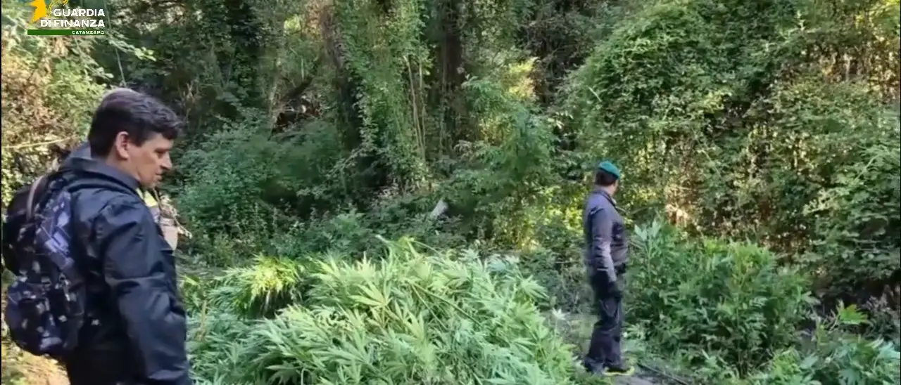 Oltre 1300 piante di marijuana scoperte nel Catanzarese, avrebbero fruttato tre milioni di euro\n