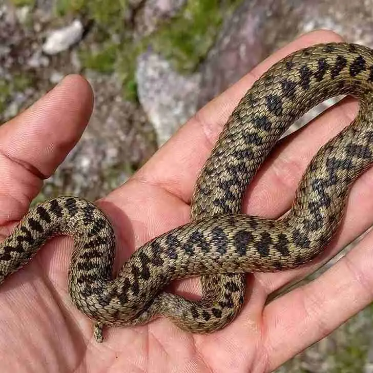 Vipera morde automobilista, scorta della Polstrada sull’A2