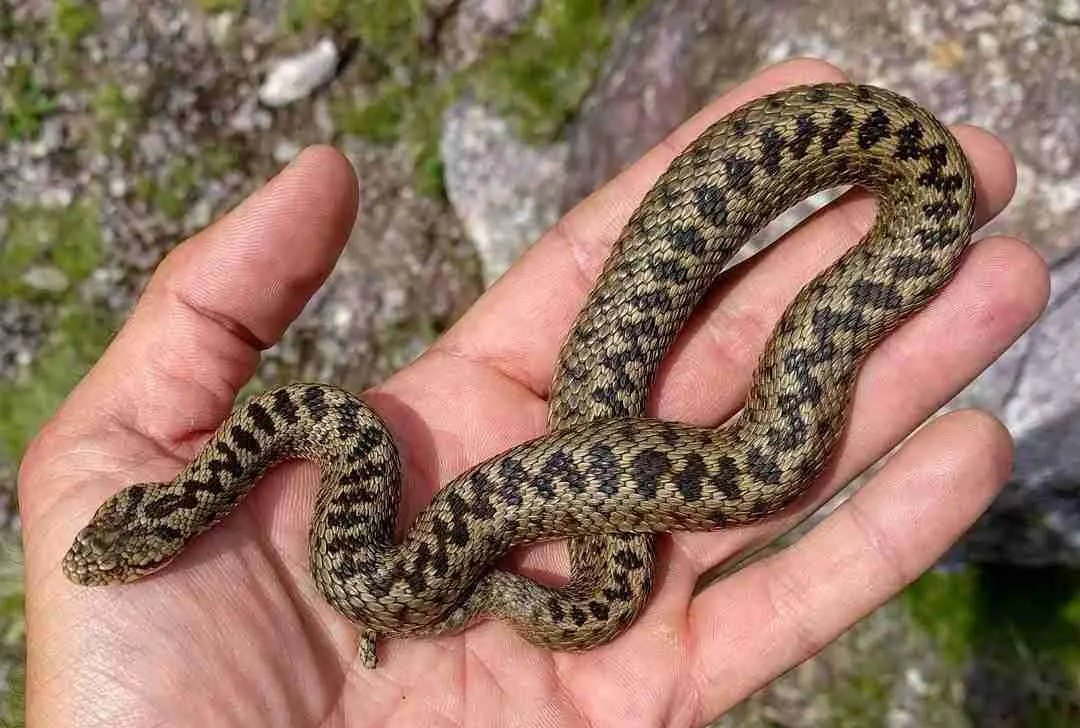 Vipera morde automobilista, scorta della Polstrada sull’A2
