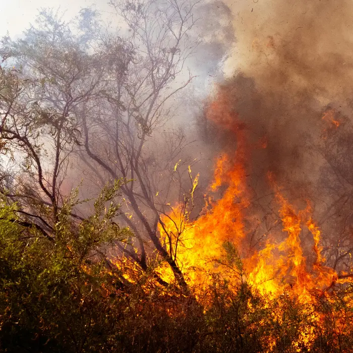 In tre mesi 64mila incendi (10mila in più rispetto al 2024), Calabria tra le regioni più colpite con quasi 500 roghi\n