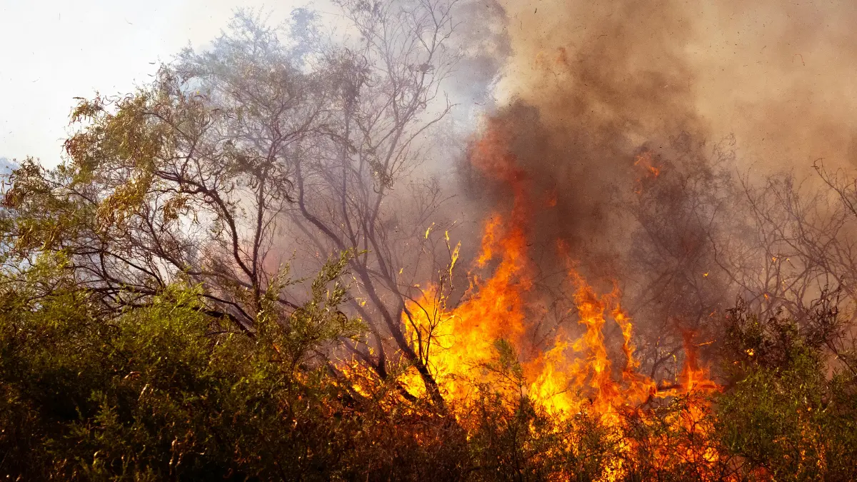 In tre mesi 64mila incendi (10mila in più rispetto al 2024), Calabria tra le regioni più colpite con quasi 500 roghi\n