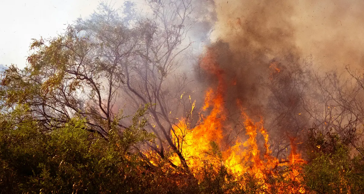 In tre mesi 64mila incendi (10mila in più rispetto al 2024), Calabria tra le regioni più colpite con quasi 500 roghi\n