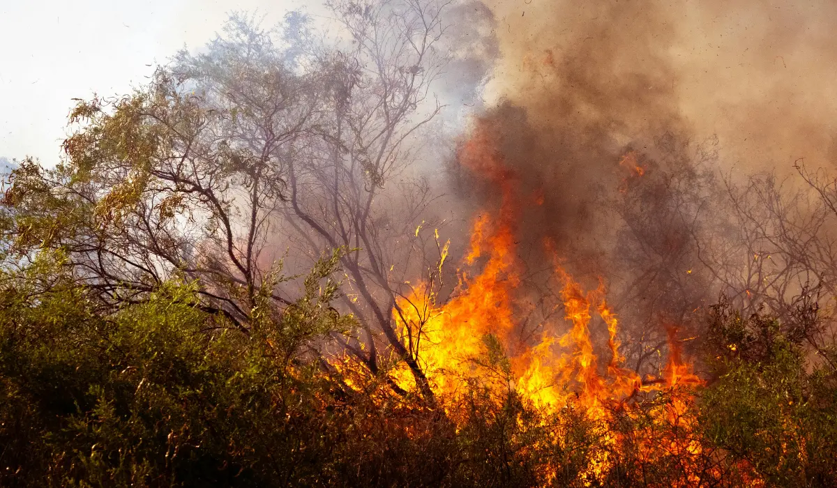 In tre mesi 64mila incendi (10mila in più rispetto al 2024), Calabria tra le regioni più colpite con quasi 500 roghi\n
