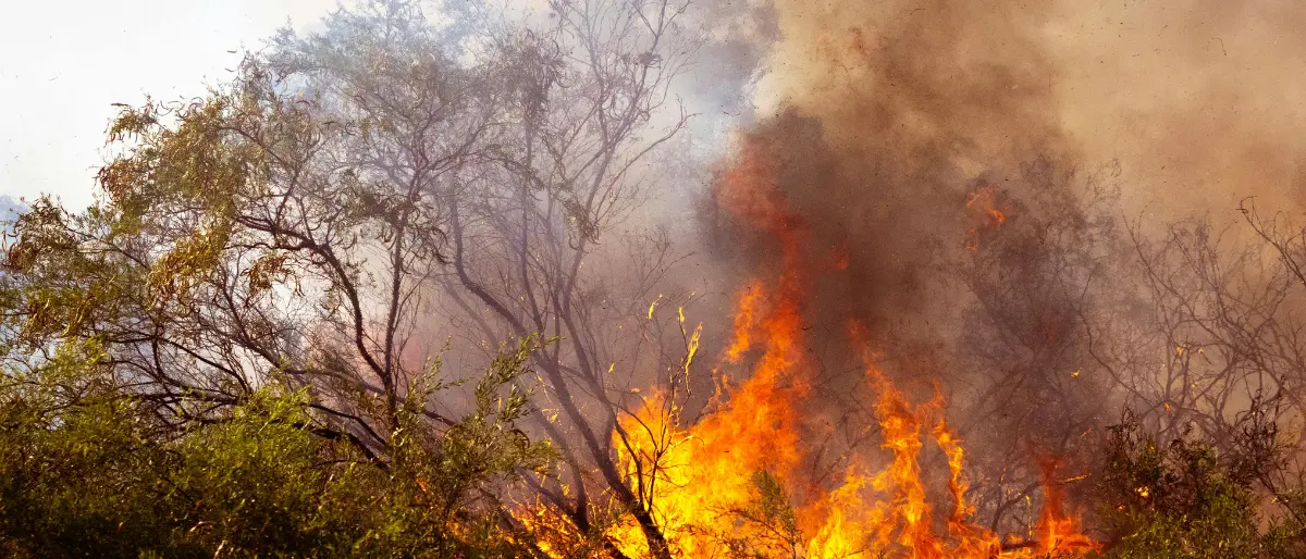 In tre mesi 64mila incendi (10mila in più rispetto al 2024), Calabria tra le regioni più colpite con quasi 500 roghi\n