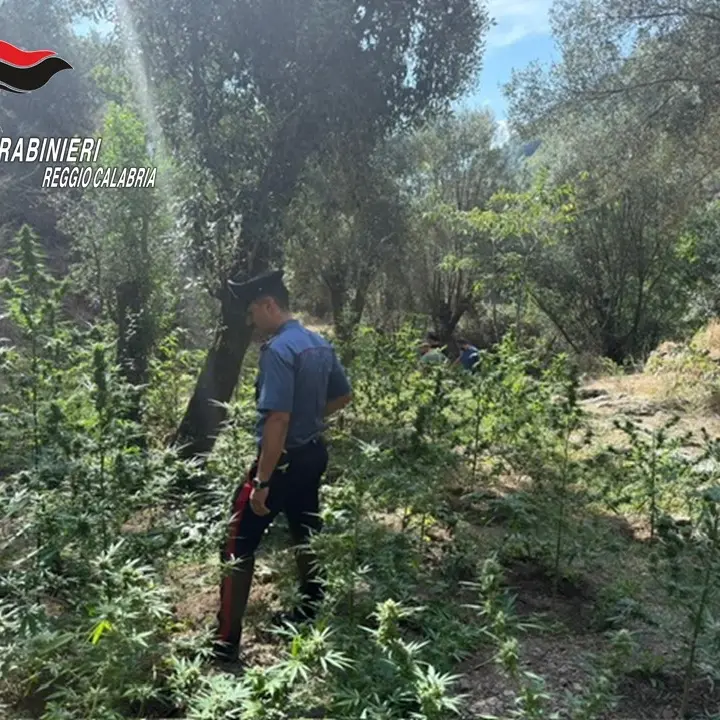 Platì,\u00A0scoperta piantagione\u00A0di marijuana: arrestate due persone sorprese\u00A0mentre curavano la coltivazione\n