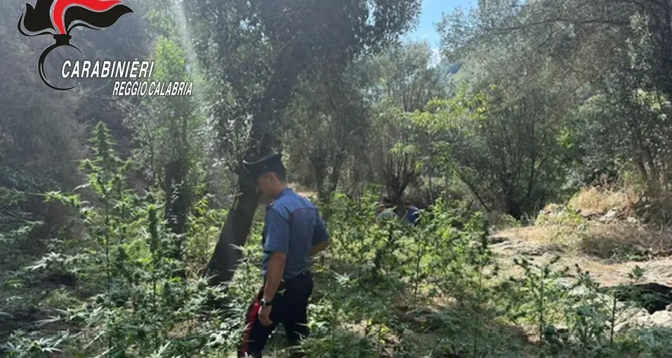 Platì,\u00A0scoperta piantagione\u00A0di marijuana: arrestate due persone sorprese\u00A0mentre curavano la coltivazione\n