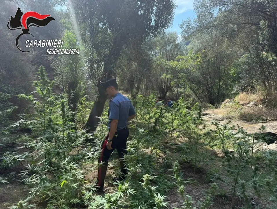 Platì,\u00A0scoperta piantagione\u00A0di marijuana: arrestate due persone sorprese\u00A0mentre curavano la coltivazione\n