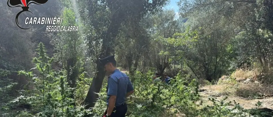 Platì,\u00A0scoperta piantagione\u00A0di marijuana: arrestate due persone sorprese\u00A0mentre curavano la coltivazione\n