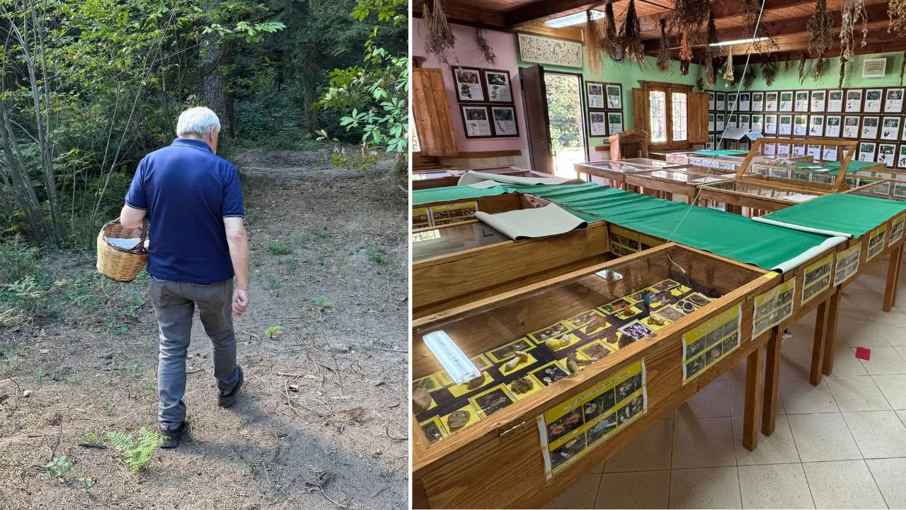 Funghi ma non solo, il prof di Serra San Bruno che giganteggia tra porcini ed erbe rare: Maurizio Siviglia docet\n\u00A0\u00A0\n