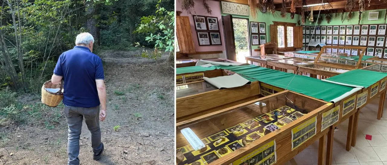 Funghi ma non solo, il prof di Serra San Bruno che giganteggia tra porcini ed erbe rare: Maurizio Siviglia docet\n\u00A0\u00A0\n